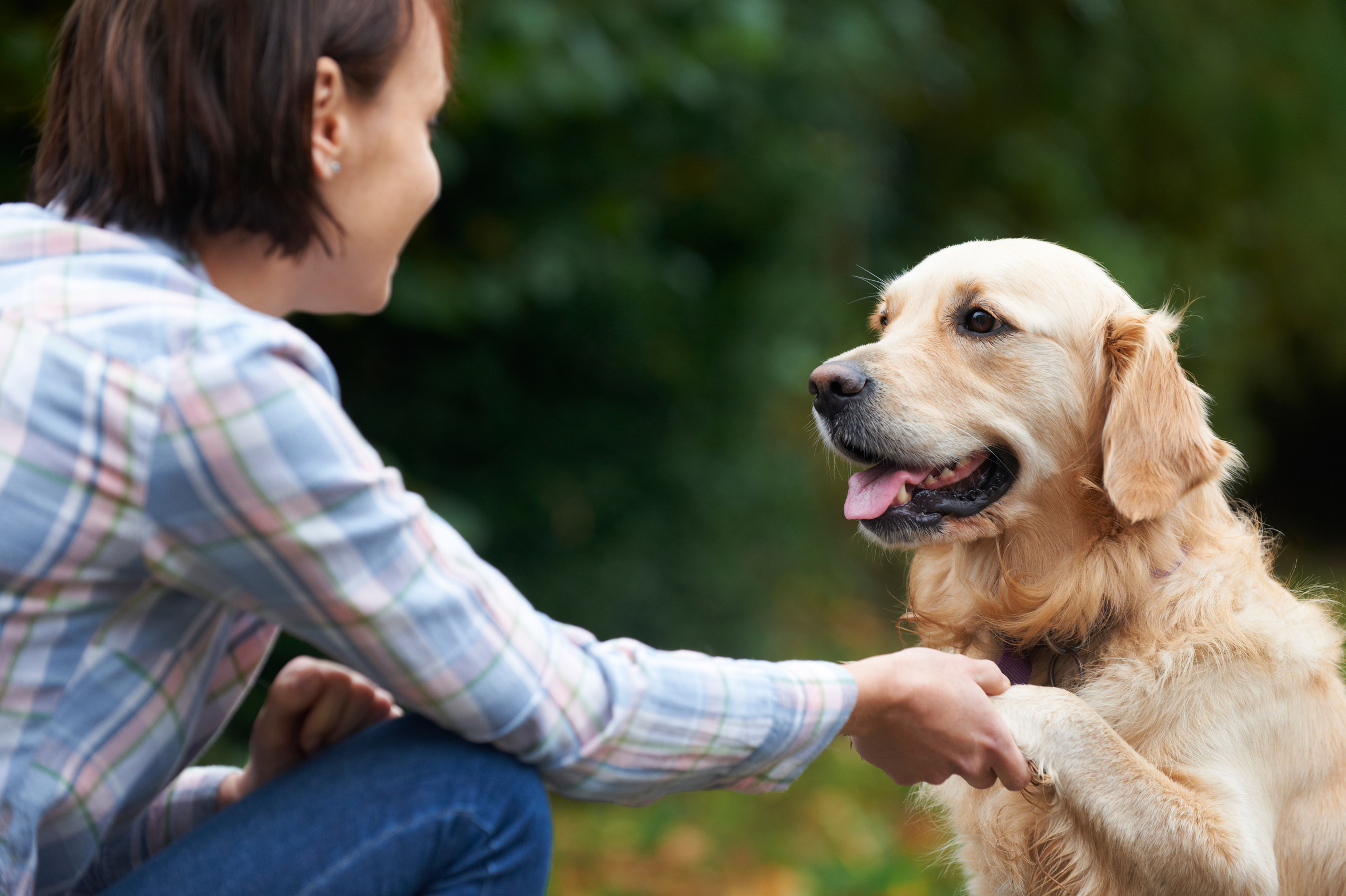 formation médiation canine occitanie
